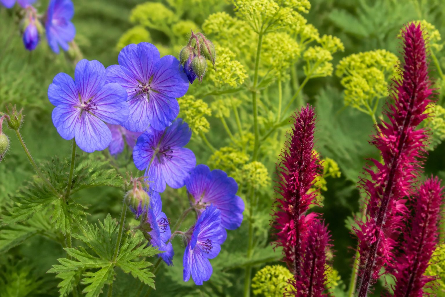 Beplanting en heesters